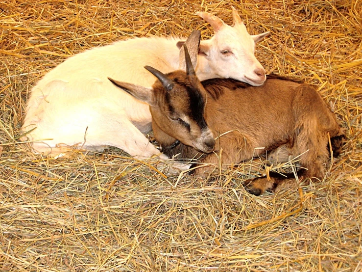 there are goats that are lying on the straw