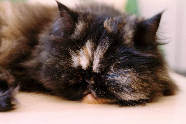 an image of a cat asleep on the ground