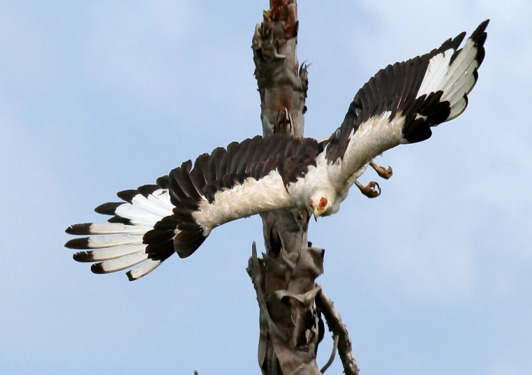 an adult bird with black wings and a white belly on its wing