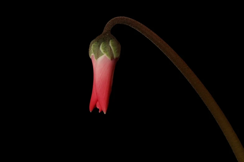 an antler with long stem with small flowers