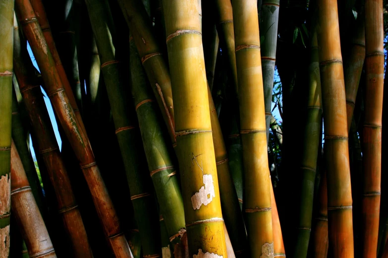 a view looking up at tall bamboo tree trunks