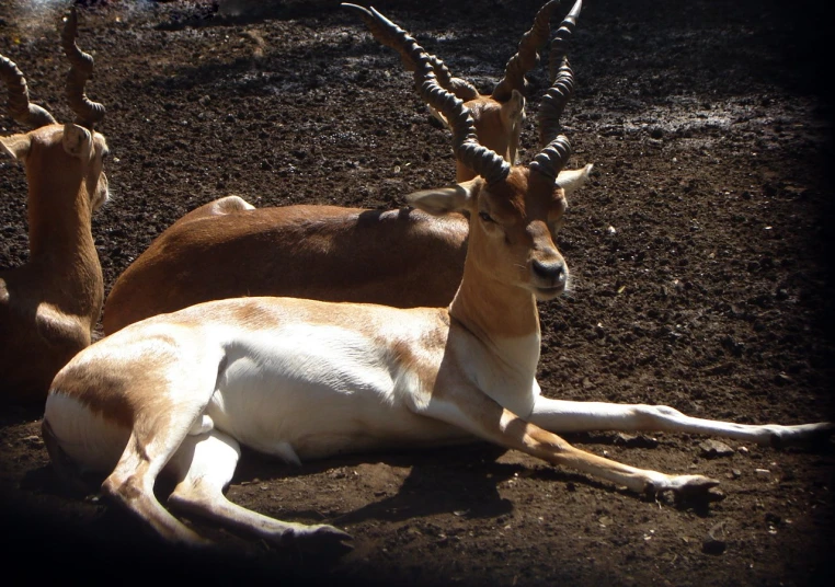 two antelope lying in the dirt near one another