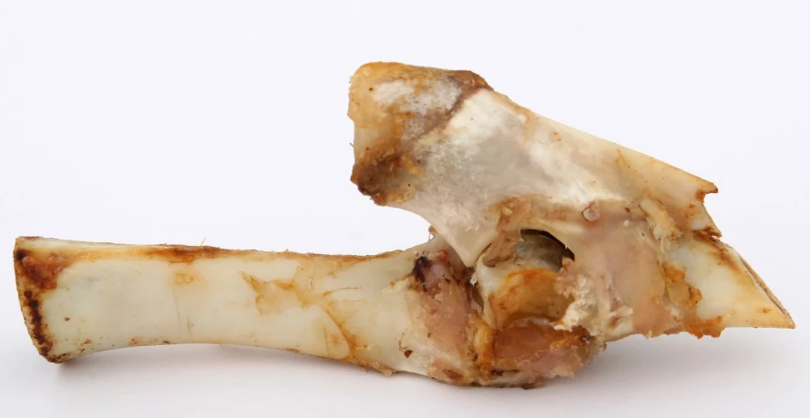an animal bone is shown against a white background
