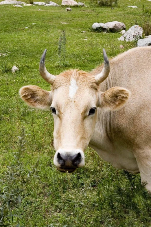 a brown cow looking out over a field