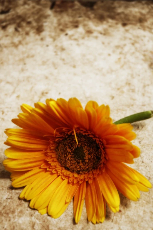 a single flower on a sandy surface