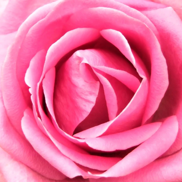 close up of the center of a pink rose