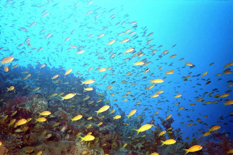 a large school of fish swimming by coral