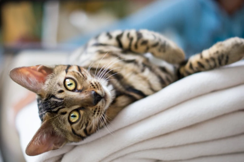 a cat laying on its back on a white couch