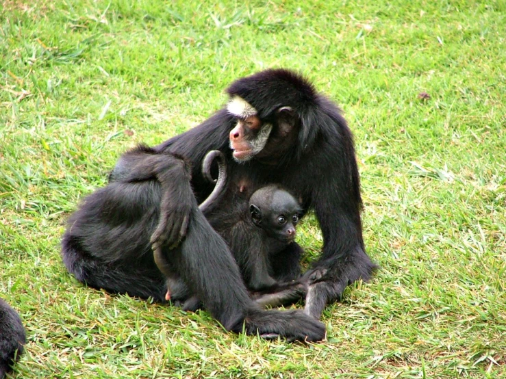 a black and white monkey with her baby on it's back