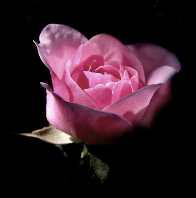 pink rose with dark background on the stem