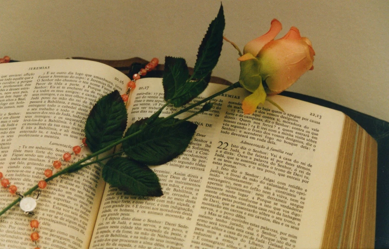 an open book and a rose on the pages