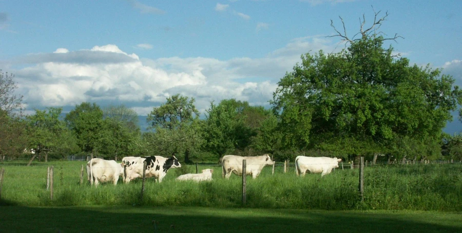 the white cows are standing in the green field