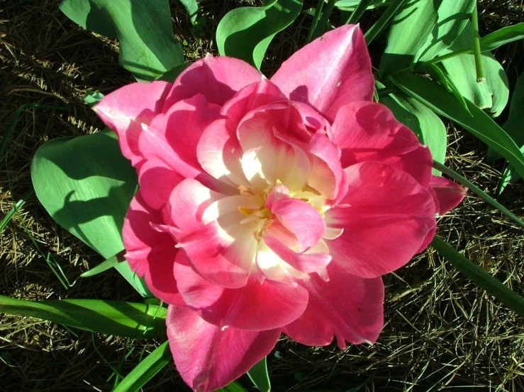 a big pink and white flower is blooming in the grass