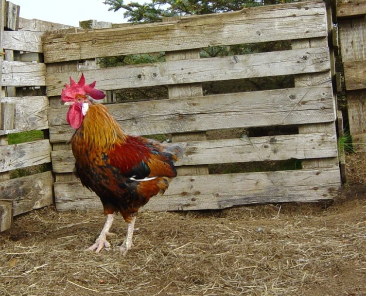 a rooster walks through some hay next to a fence