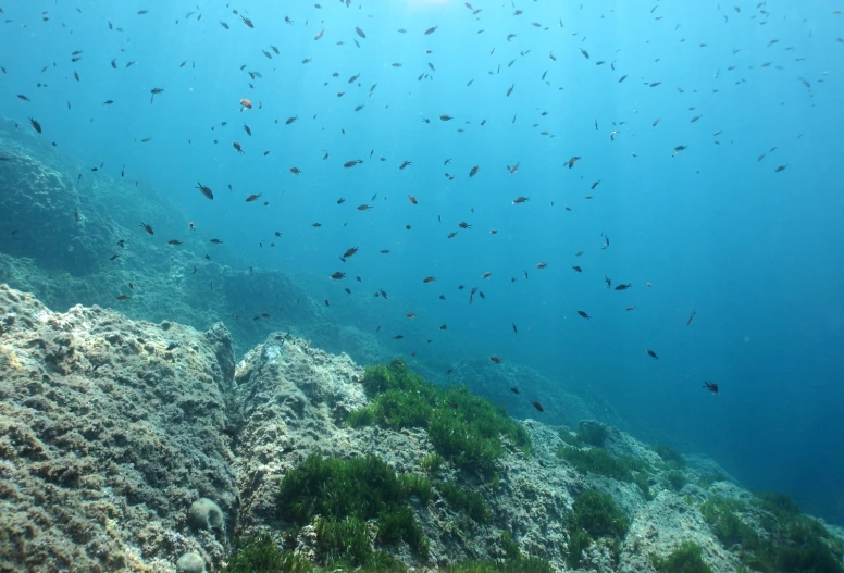 a large group of fish are swimming in the ocean