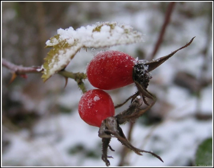 two red berries are seen in the snow