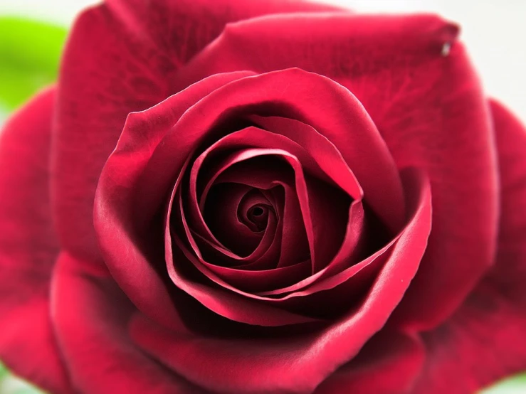 the center of a red rose with some green leaves