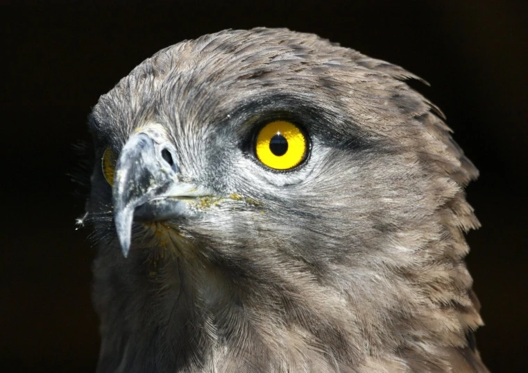 a close up of a bird of prey with a bright yellow eye