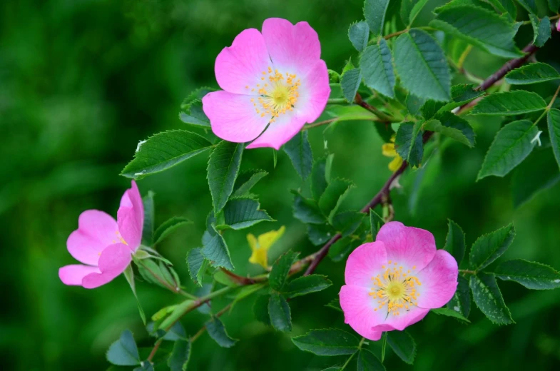 four pink flowers on green leaves with a light center