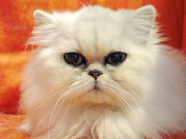 the fluffy white cat is sitting on the couch