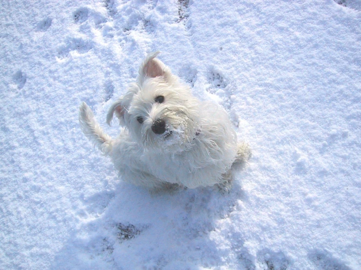 an adorable small white dog laying in the snow