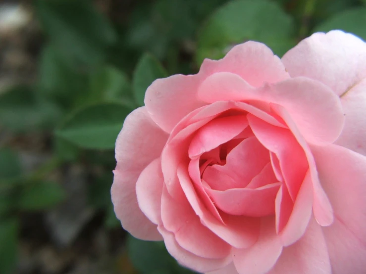 a close up view of the pink rose blooming