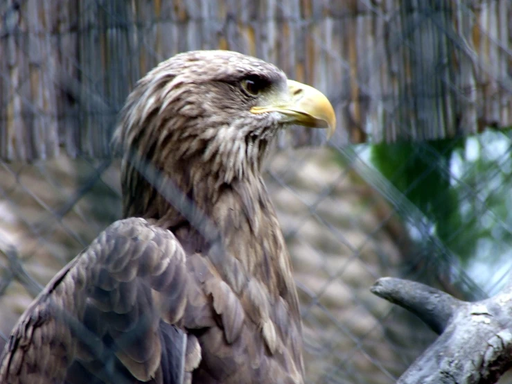 a large eagle is looking over the fence