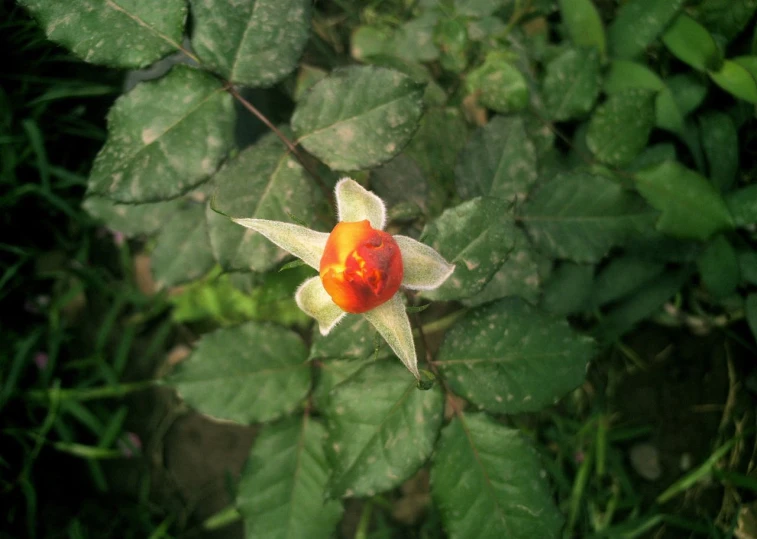 a flower sits between leaves of a plant