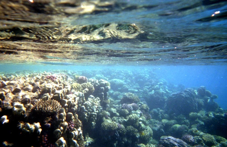 the water with some reef fish under it