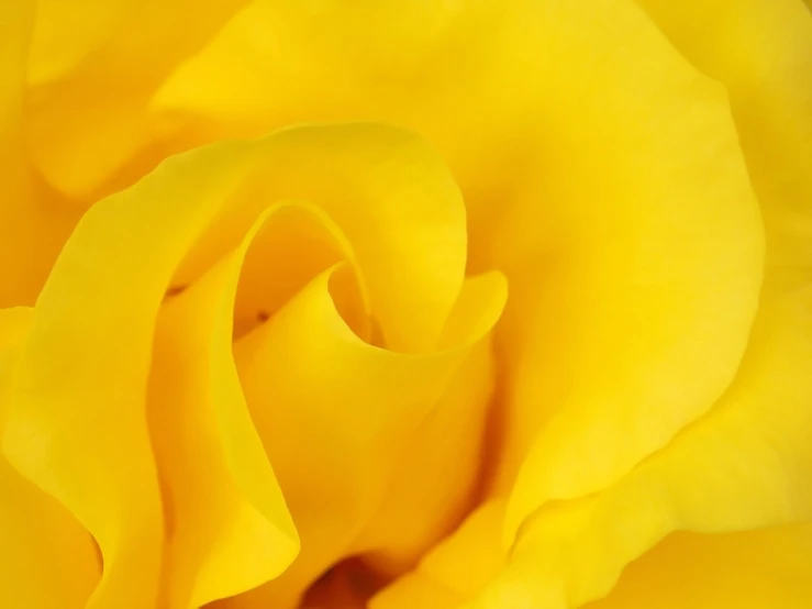 close up view of the center and petals of a yellow rose