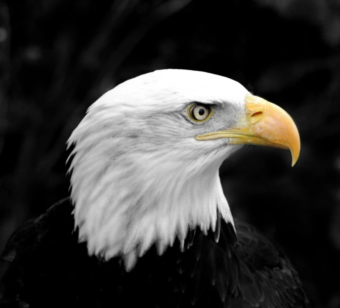 an eagle head is seen in black and white