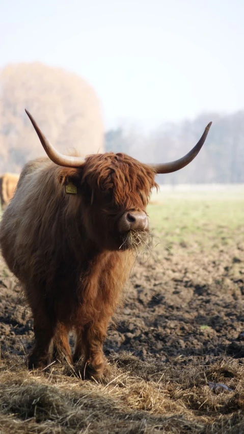 the brown cow is walking in the field