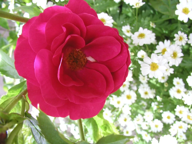 a large red flower is blooming in the garden