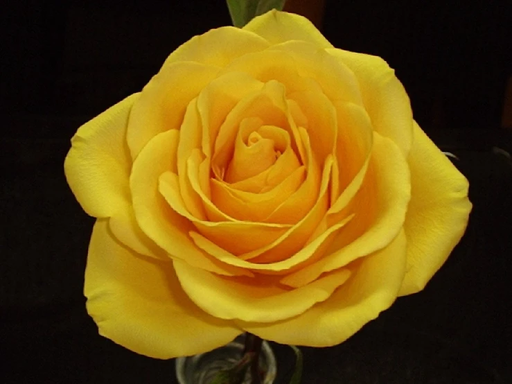 a yellow rose with leaves in a glass vase