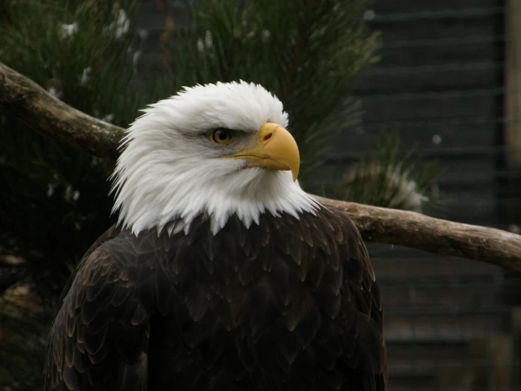 the eagle is perched in a tree nch