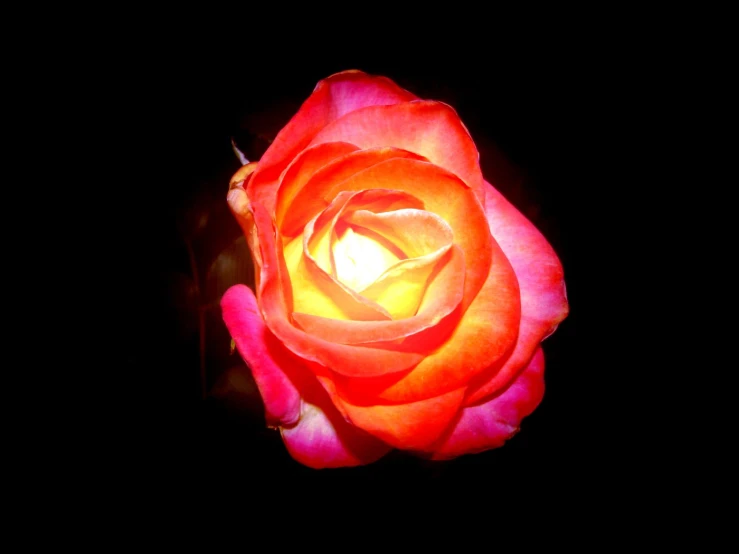 a large flower blooming in the night sun