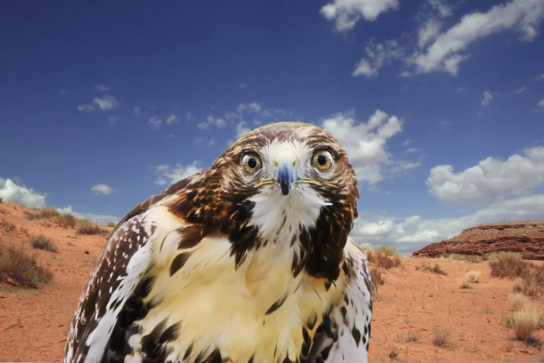 there is a brown and white hawk sitting on the ground