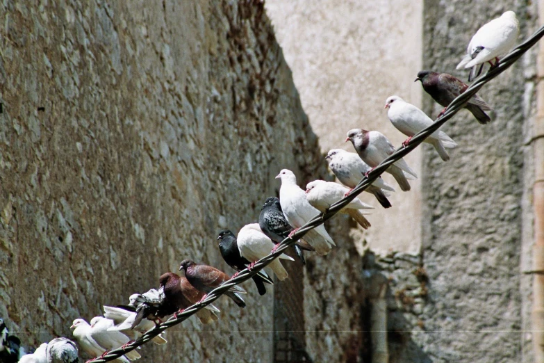 a group of birds are standing on a wire