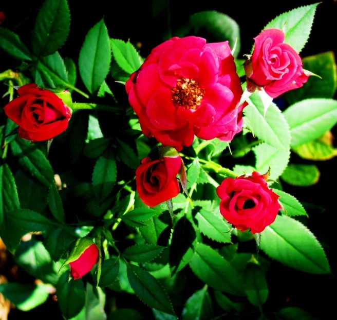 several red roses are in the sunlight on a black background