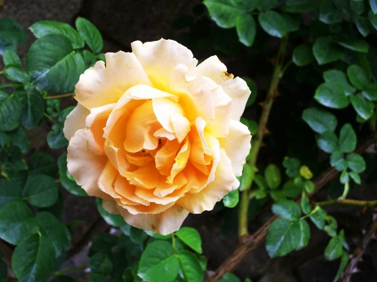 a large yellow rose with some green leaves