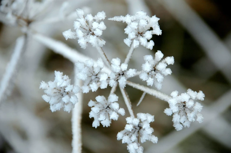 snow is growing on the flowers of a plant