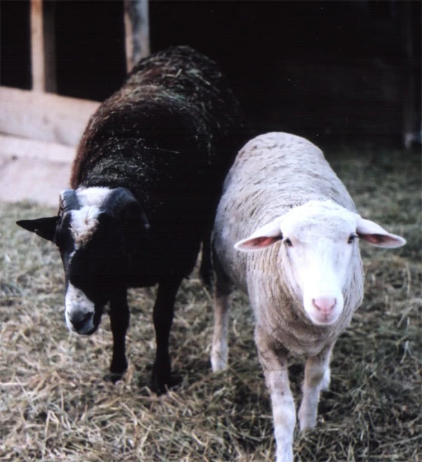 a sheep standing next to a lamb on a field of grass