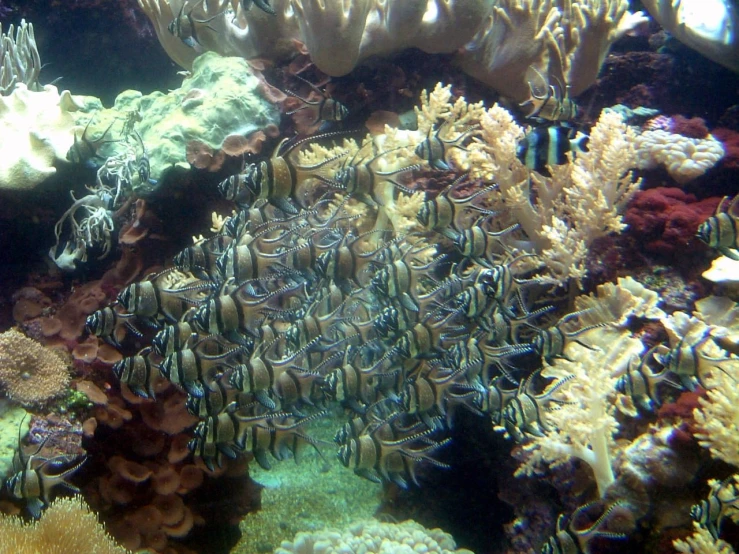 many different colorful reef life on the ocean