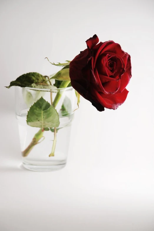 the rose is in a glass on the table