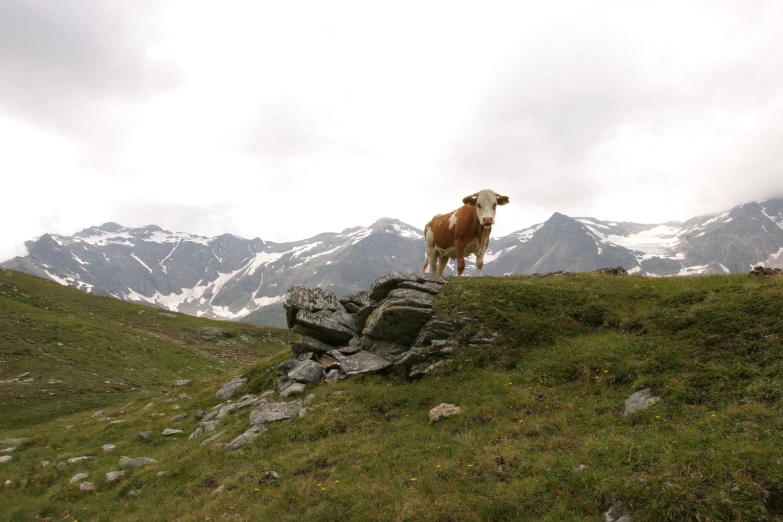 a cow standing on the top of a grass covered hillside