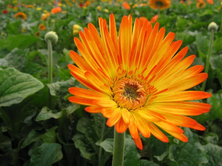 a large flower stands in the middle of a field of yellow and orange flowers