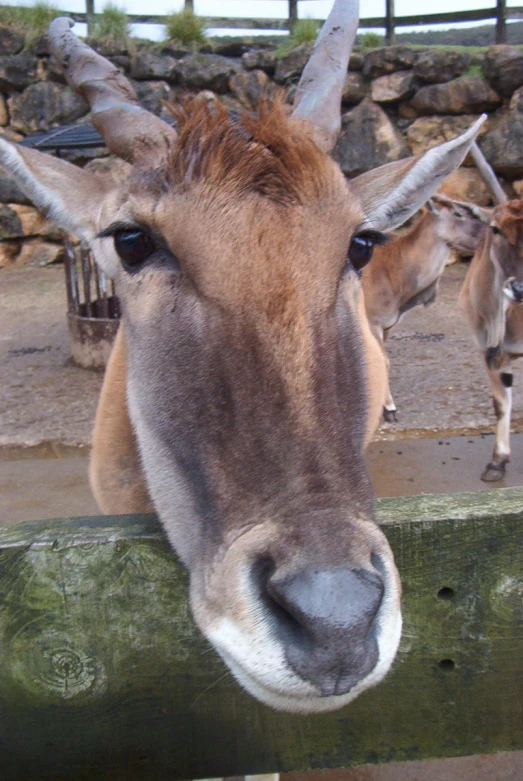a donkey stands next to a wooden fence