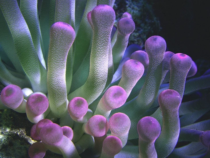 colorful reef coral with pink and green sea anemonic life