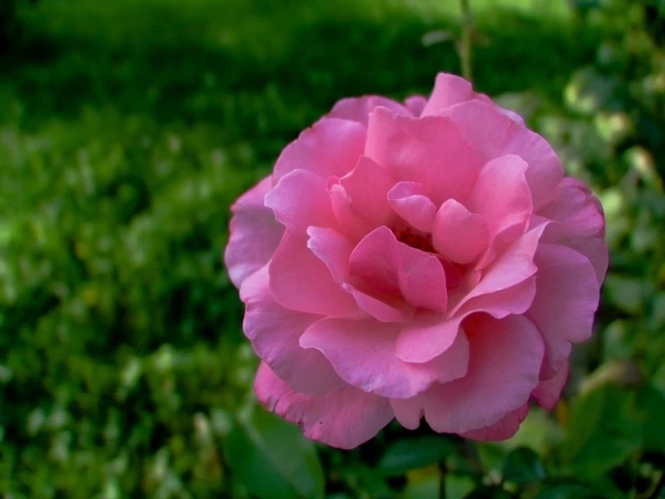 a pink rose that is outside in the grass