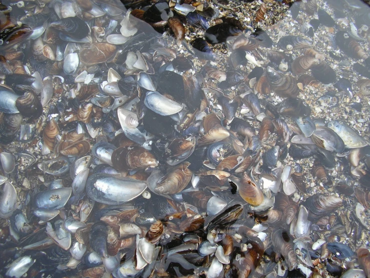 a group of shells is shown in the water